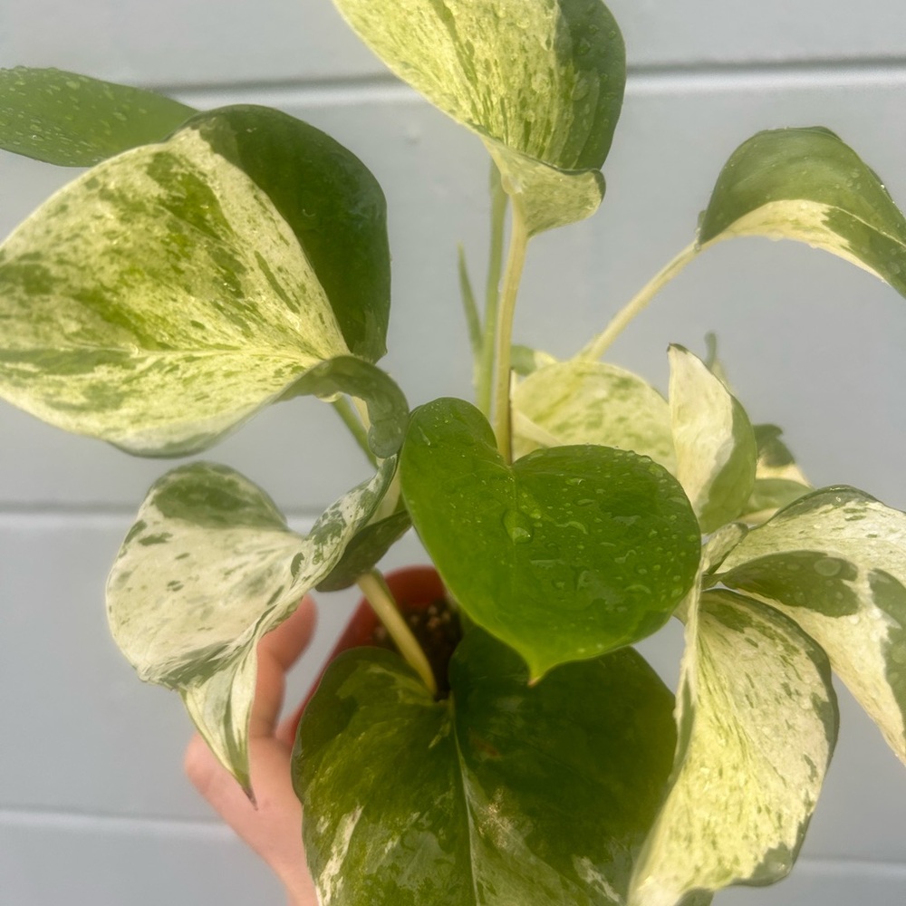 Manjula Pothos